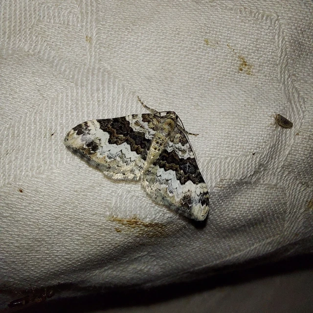 Epirrhoe galiata - sávos galajaraszoló