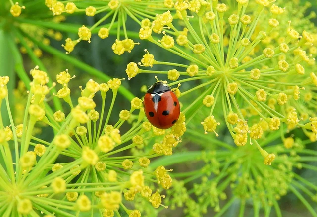 Coccinella septempunctata - hétpettyes katica