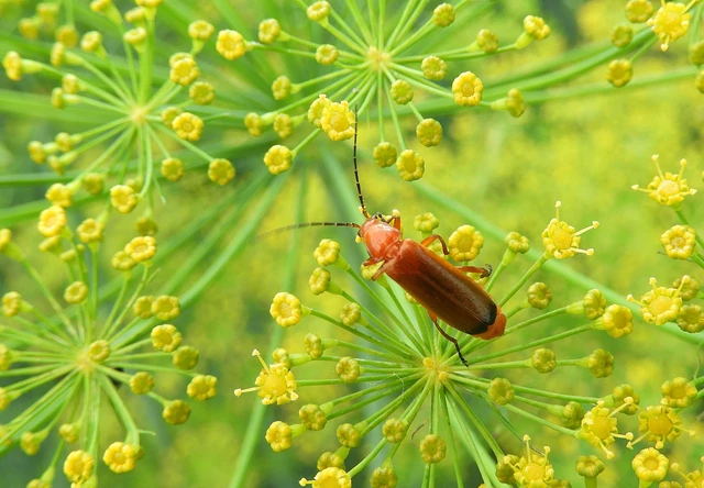 Rhagonycha fulva - feketevégű lágybogár