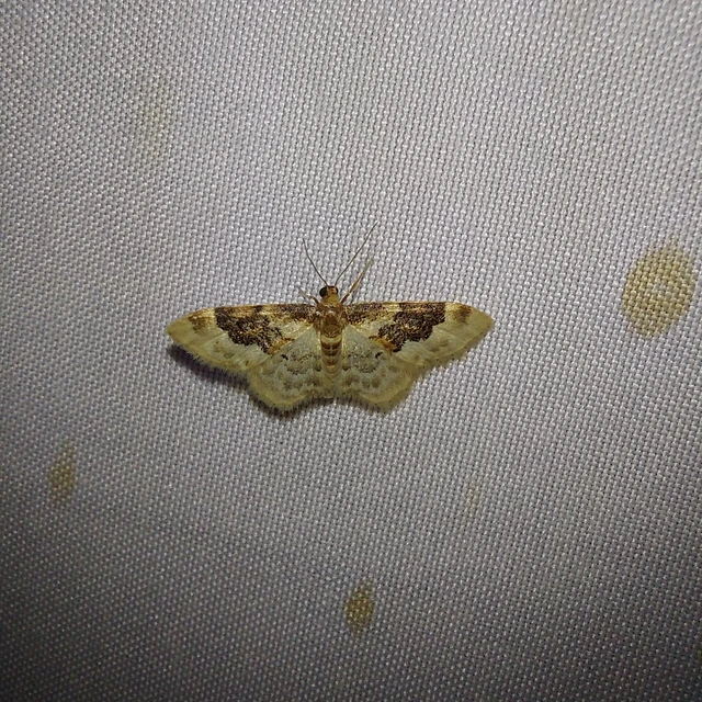 Idaea rusticata - tarka apróaraszoló