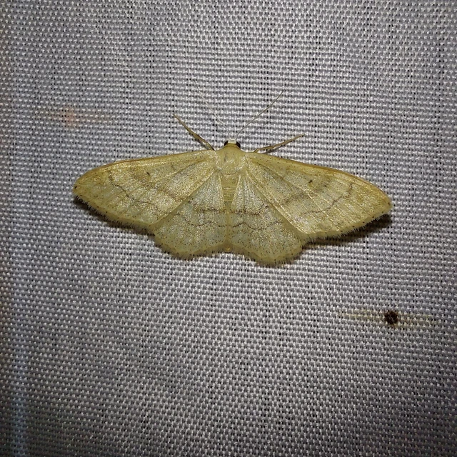 Idaea deversaria - egyszínű sávosaraszoló