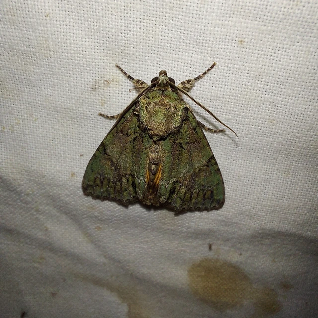 Polyphaenis sericata - selyemfényű erdeibagoly