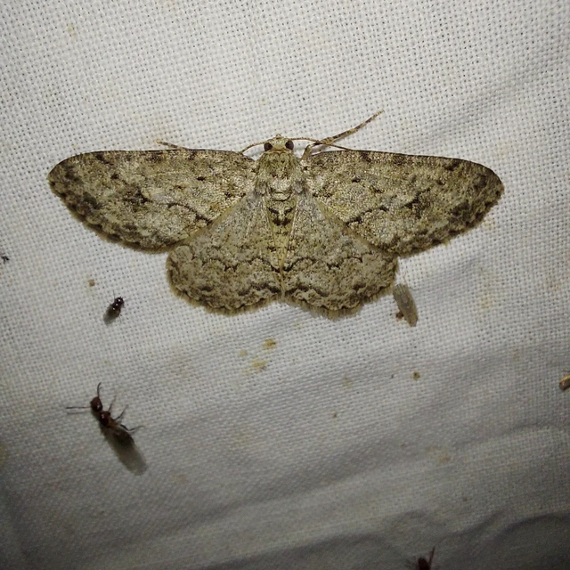 Ectropis crepuscularia - avararaszoló