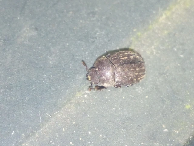 Aesalus scarabaeoides - szőrös szarvasbogár