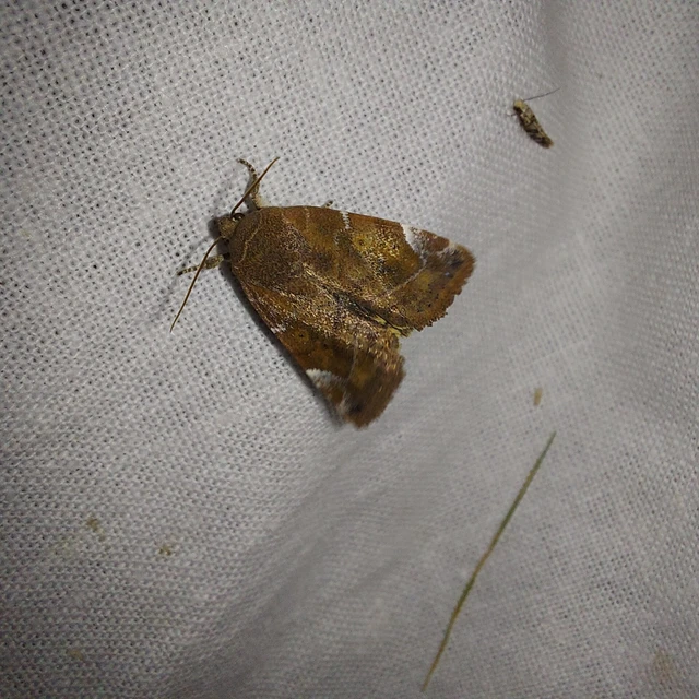 Cosmia affinis - barna lombbagoly