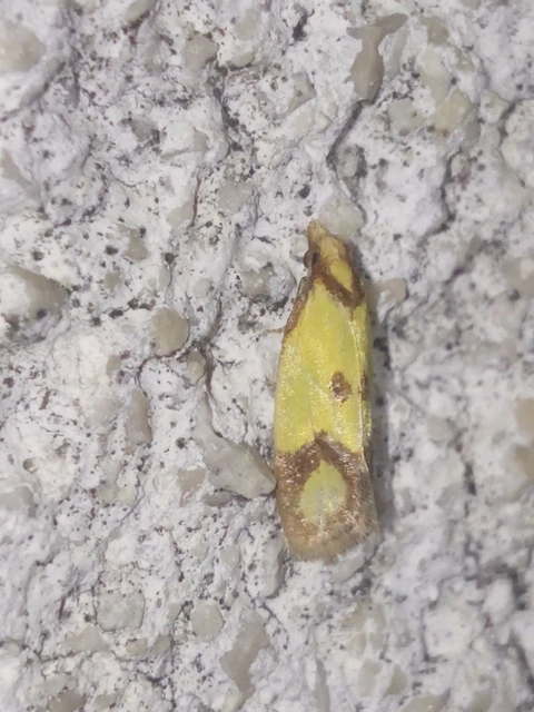 Agapeta zoegana - barnacsíkos sárgamoly