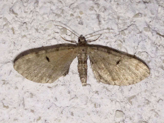 Eupithecia