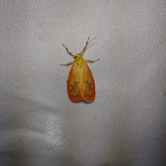 Miltochrista miniata - piros medvelepke