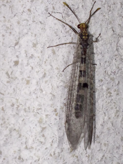 Megistopus flavicornis - kétfoltos hangyaleső