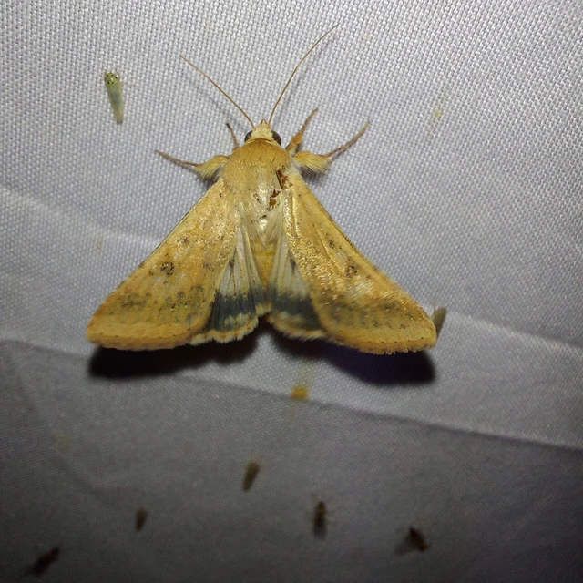 Helicoverpa armigera - kukorica-veteménybagoly