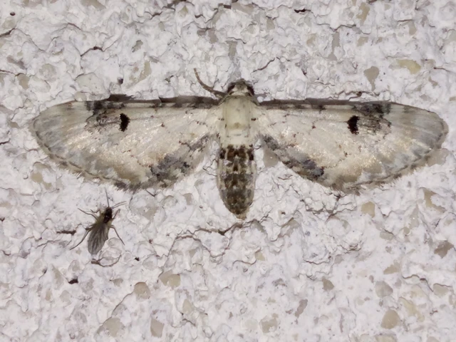 Eupithecia centaureata - búzavirág-törpearaszoló
