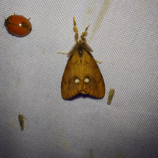 Orgyia antiqua - rozsdabarna kisszövő