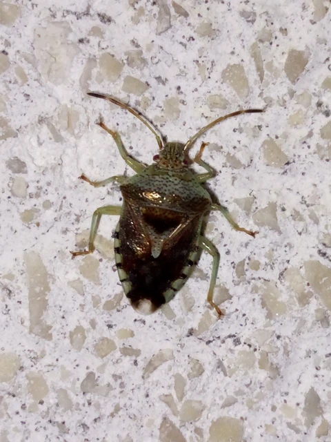 Elasmucha Elasmucha