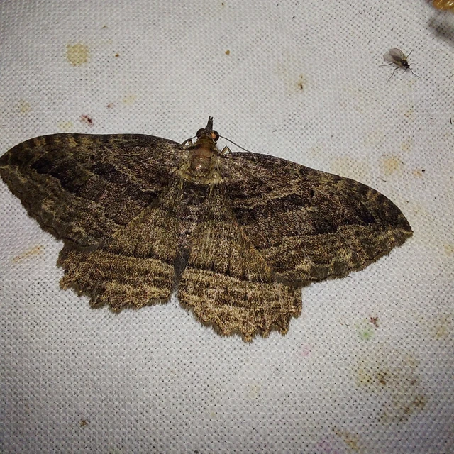 Philereme transversata - varjútövis-araszoló