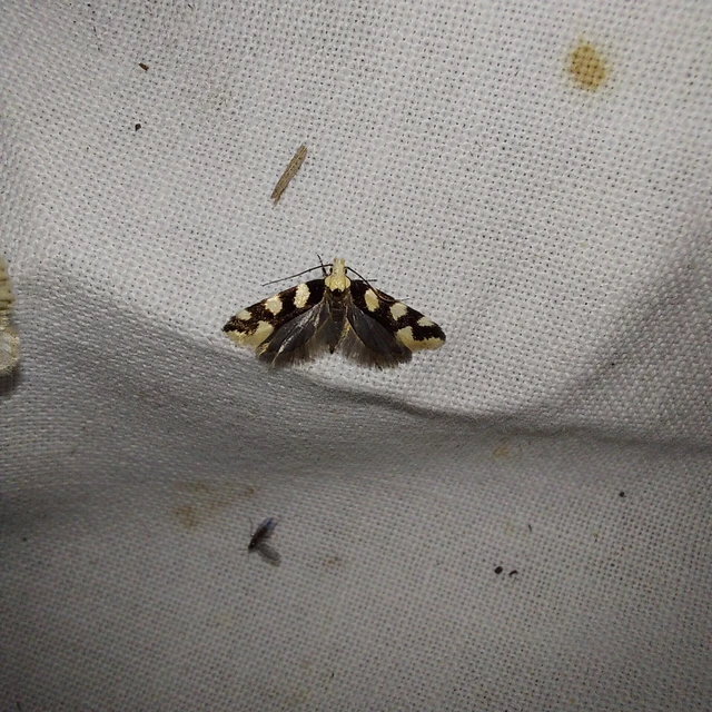 Pseudotelphusa tessella - sóskafamoly
