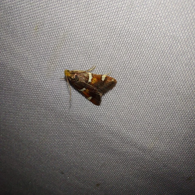 Pyralis regalis - pompás fényilonca