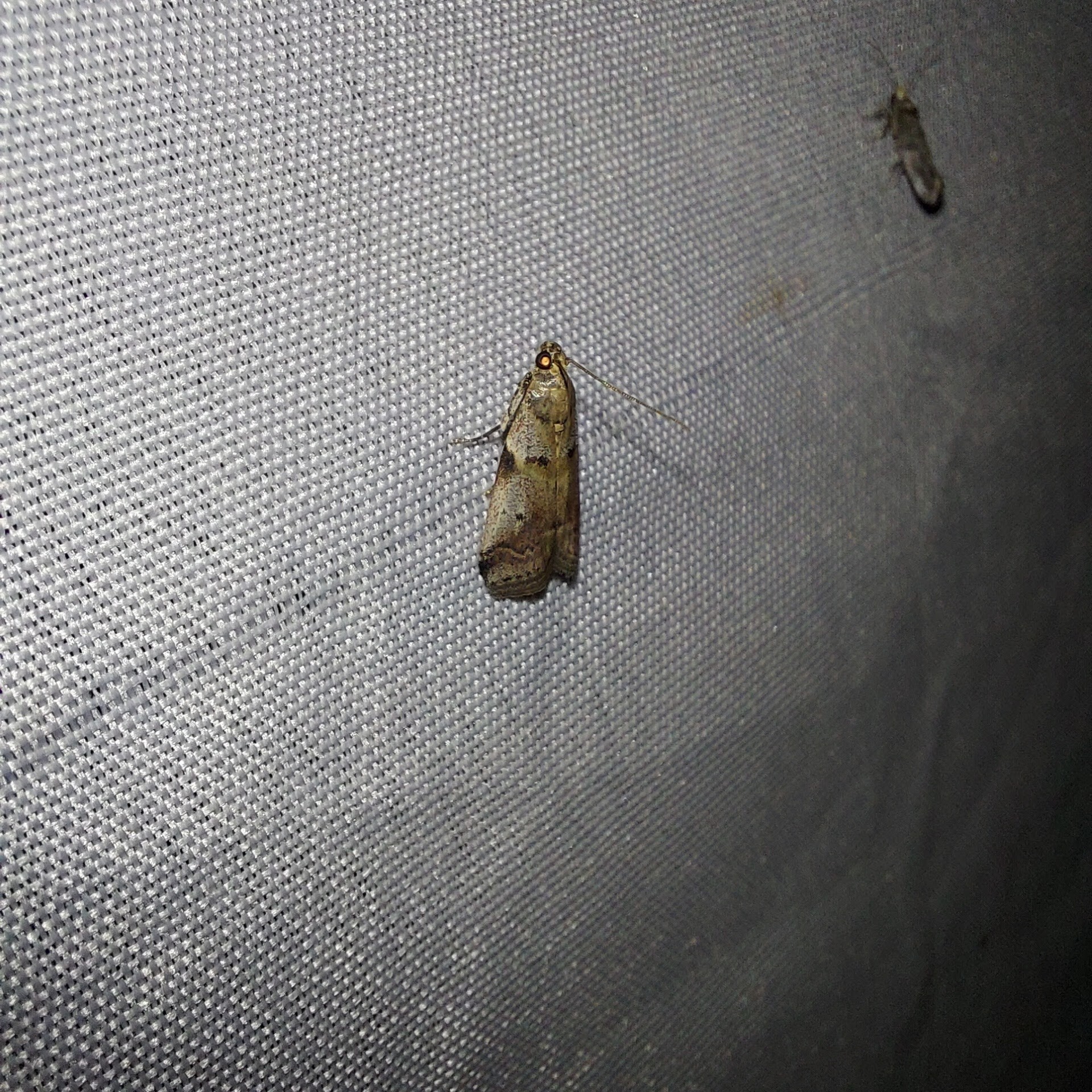 Acrobasis fallouella - hamvasfoltú karcsúmoly