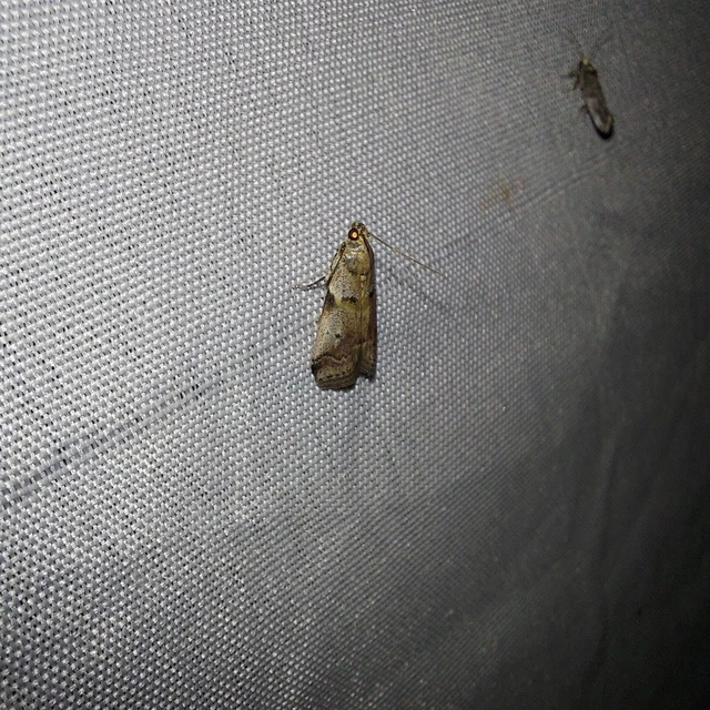 Acrobasis fallouella - hamvasfoltú karcsúmoly