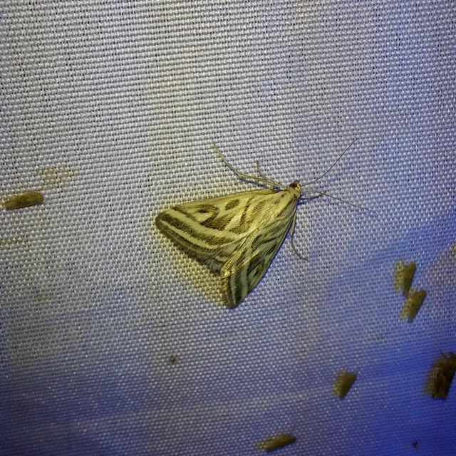 Loxostege aeruginalis - cifra tűzmoly