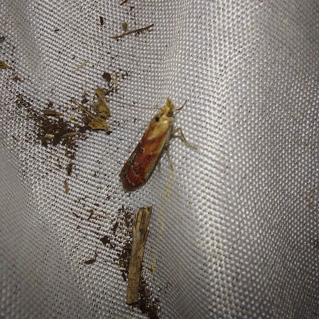 Ancylosis cinnamomella - fahéjszínű karcsúmoly