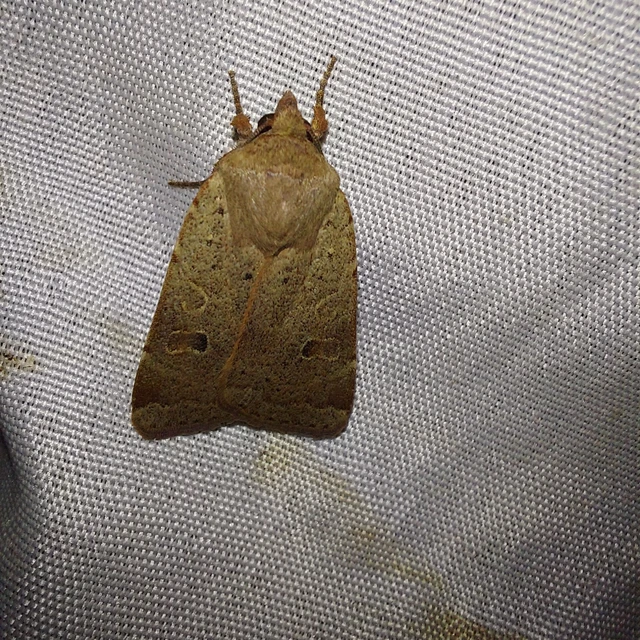Noctua comes - kis sárgafűbagoly