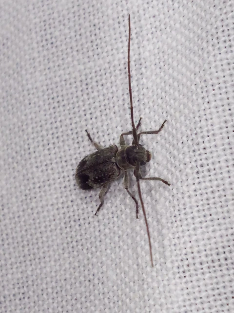 Exocentrus adspersus - tölgyfa-rőzsecincér