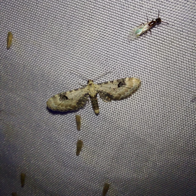 Eupithecia centaureata - búzavirág-törpearaszoló