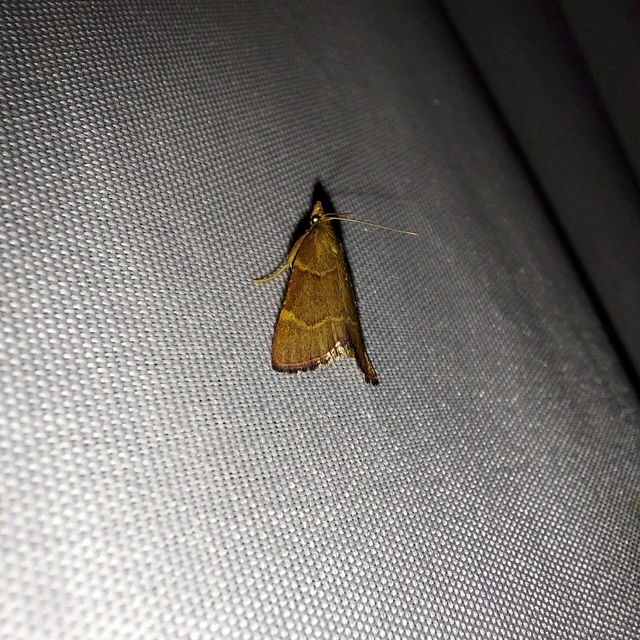 Hypsopygia rubidalis - vörös fényilonca