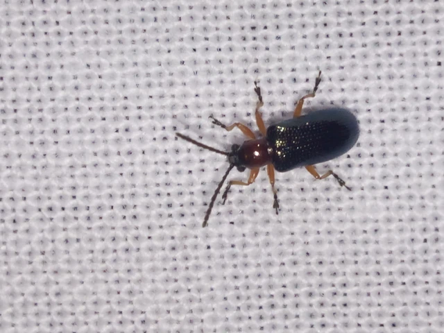 Oulema melanopus/duftschmidi