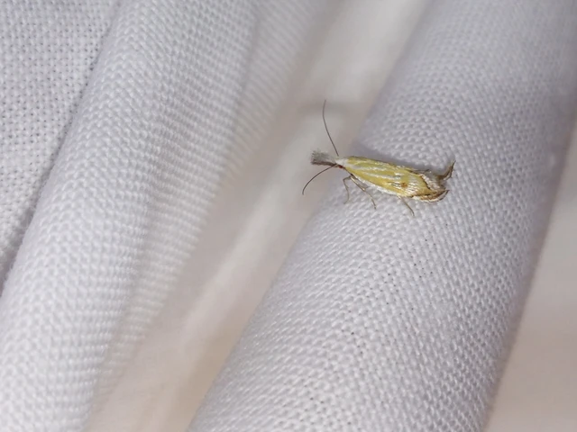 Holoscolia huebneri - sarlósszárnyú csíkosmoly