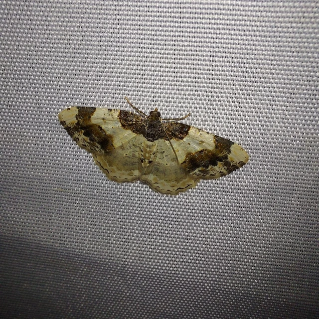 Ligdia adustata - barna levélaraszoló