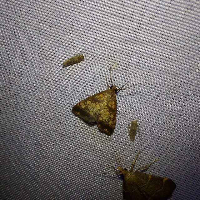 Evergestis politalis - pompás dudvamoly