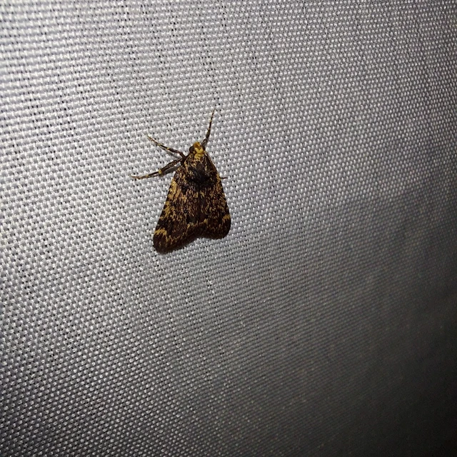 Aglossa signicostalis - hangyailonca