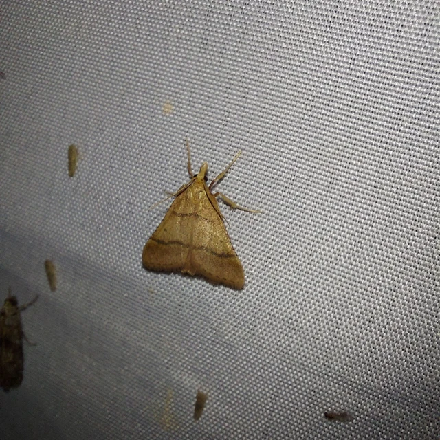 Stemmatophora honestalis - karsztlakó fényilonca