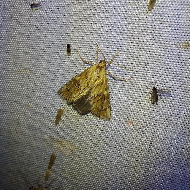 Cynaeda dentalis - gyakori ciframoly