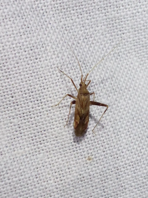 Phytocoris