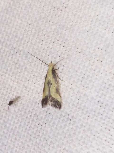 Brachmia dimidiella - citromkocsord-lápimoly