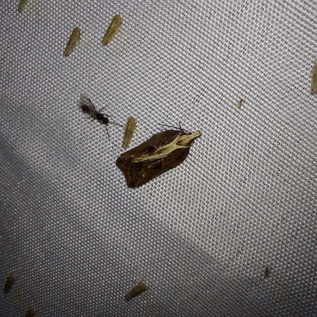 Acleris cristana - pamacsos levélmoly