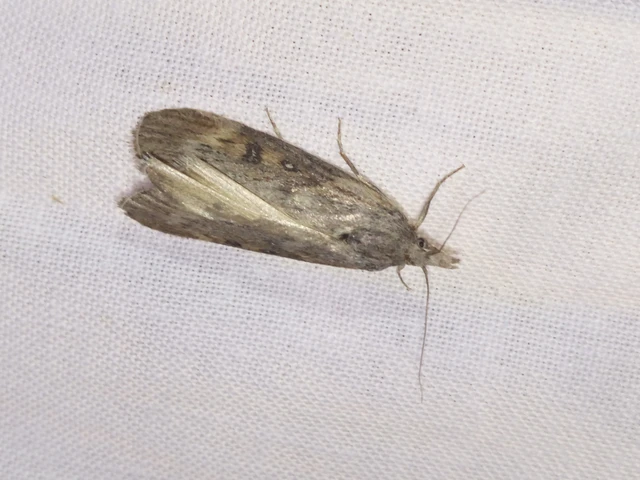 Lamoria anella - törmelékmoly