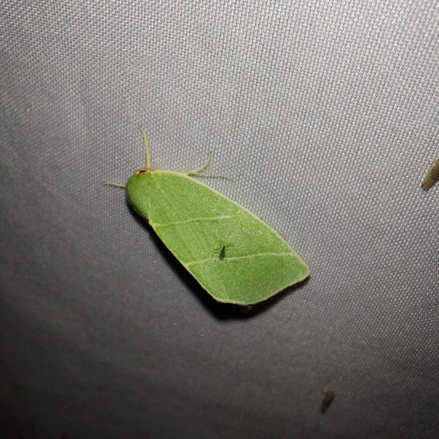 Bena bicolorana - tölgyfa-zöldbagoly
