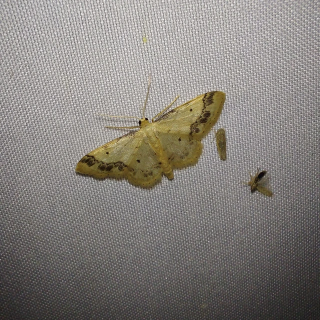 Idaea trigeminata - csúcsfoltos apróaraszoló