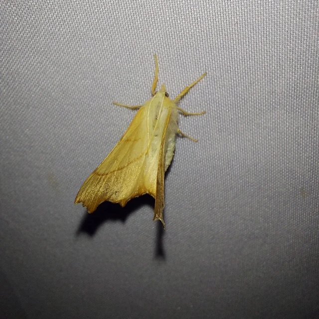 Ennomos fuscantaria - kőris-levélaraszoló