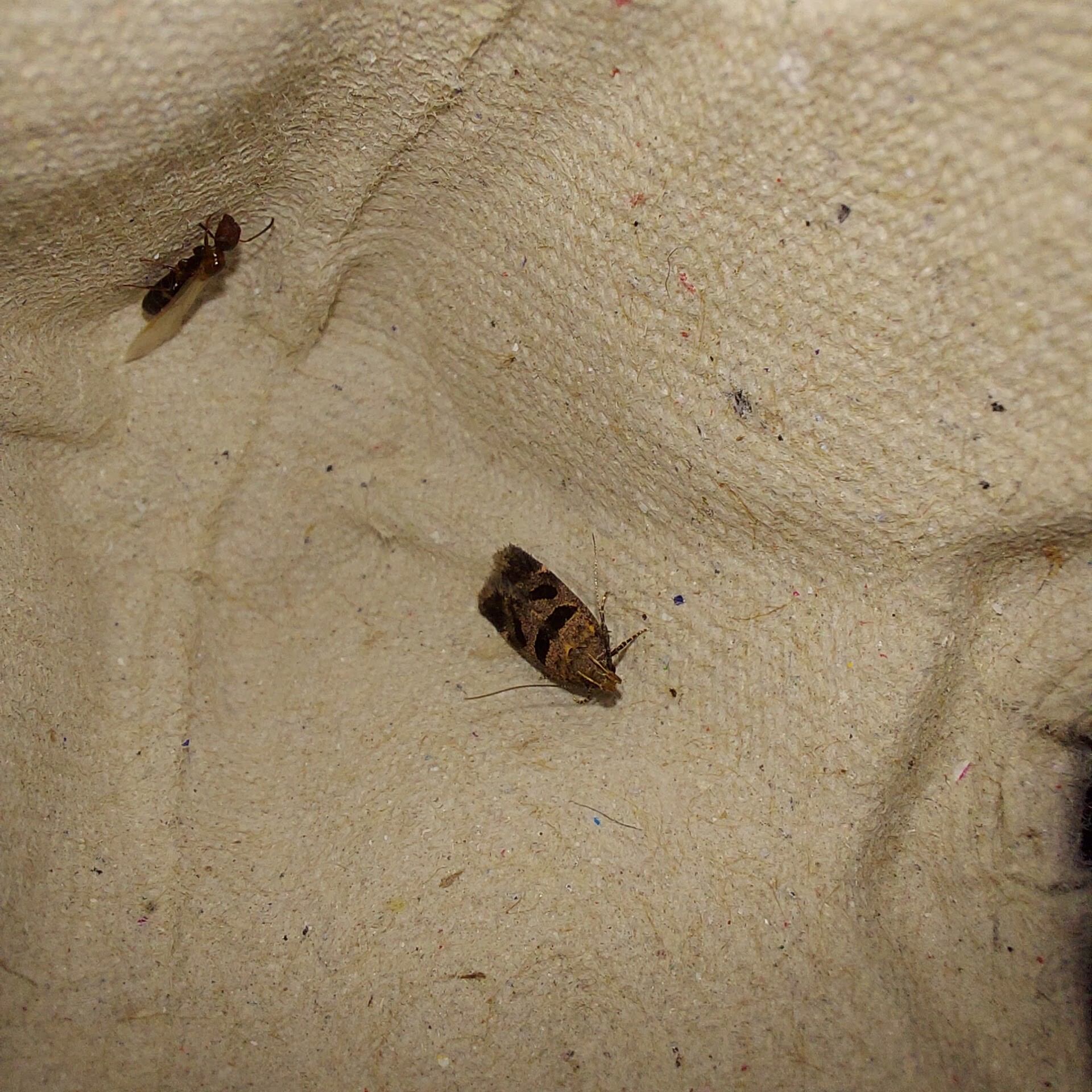 Mirificarma maculatella - feketepettyes sarlósmoly
