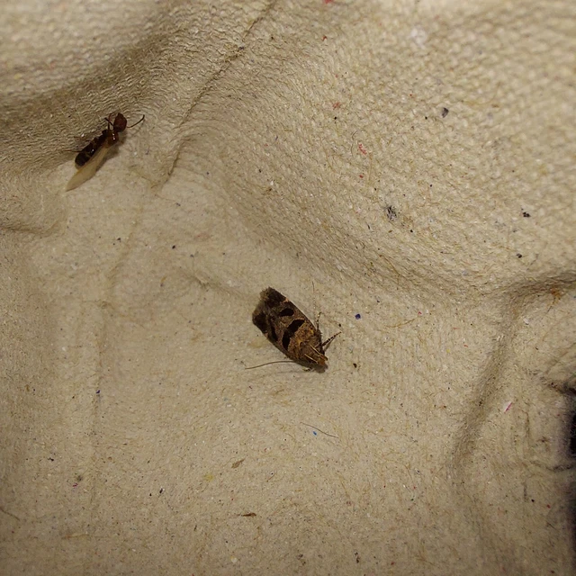 Mirificarma maculatella - feketepettyes sarlósmoly