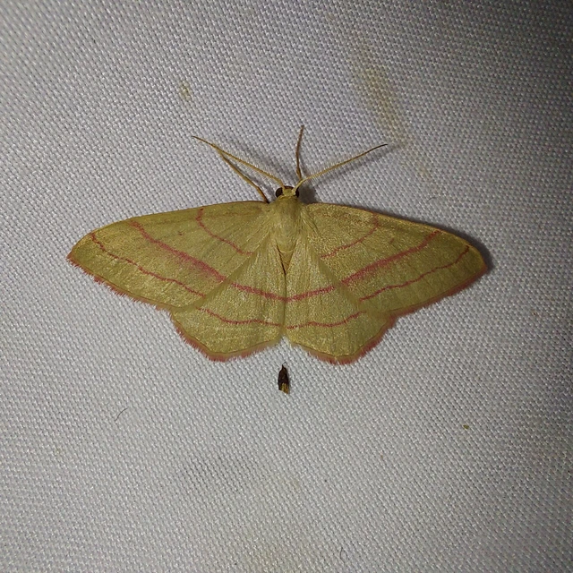 Rhodostrophia vibicaria - pirosszélű araszoló