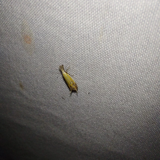 Holoscolia huebneri - sarlósszárnyú csíkosmoly