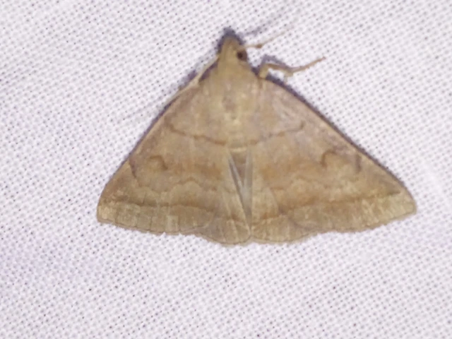 Zanclognatha lunalis - pelyheslábú karcsúbagoly