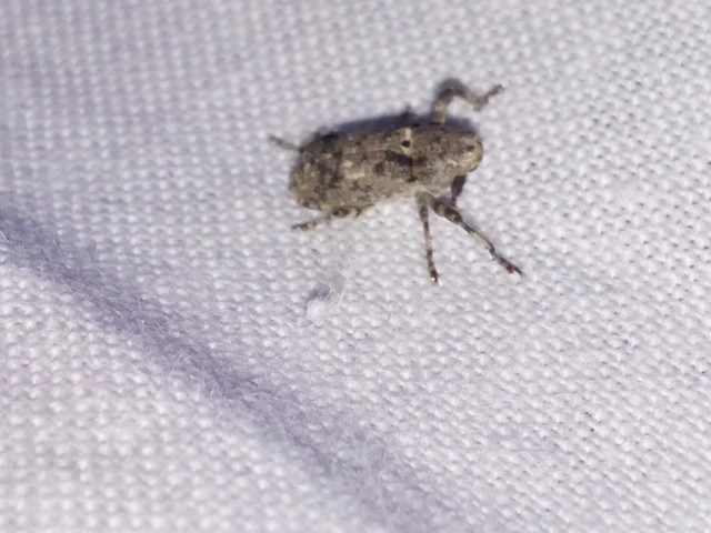 Gasterocercus depressirostris - laposorrú ormányos
