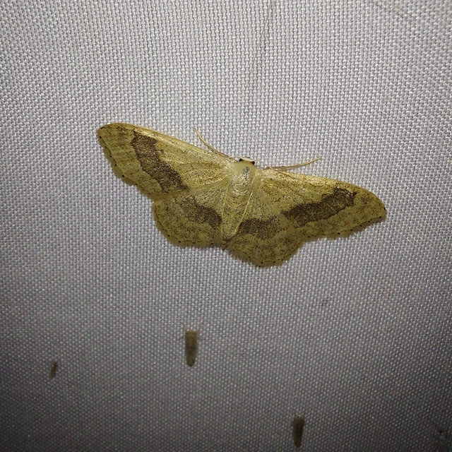 Idaea aversata - nagy sávosaraszoló