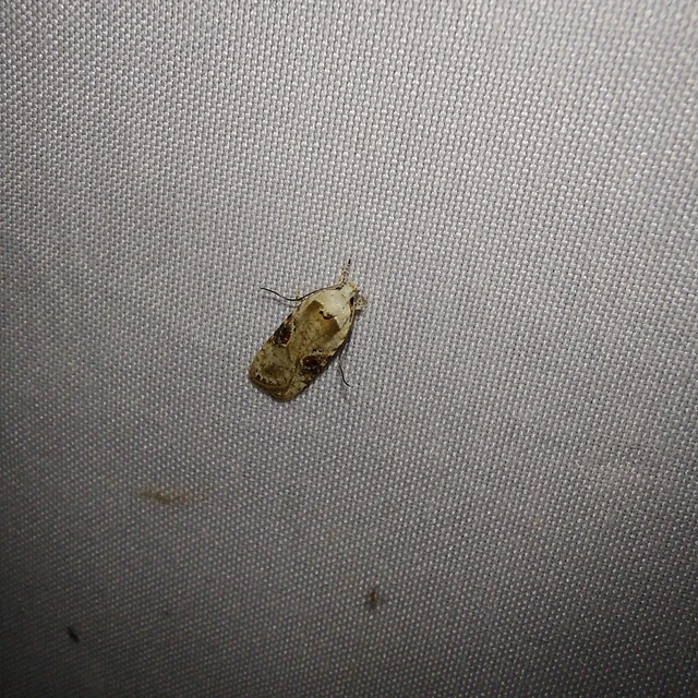 Agonopterix alstromeriana - bürök-laposmoly